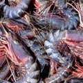 Fish - Medium Shrimp Fish 1 KG  