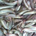 Fish - Batashi Fish 1 KG