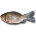 Fish - Katla Fish (1.5 to 2 KG )