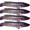 Fish - Taki Fish 1 KG