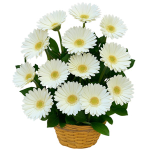 White Gerbera Basket – 13pcs