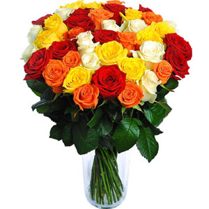 (40) 50 pieces multicolor roses in a vase 