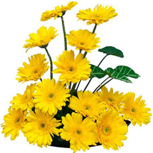 Yellow Gerberas in a basket