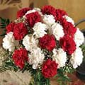 Mixed Carnations
