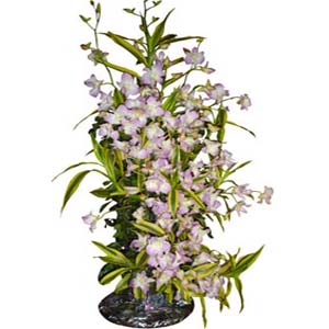 Orchid Basket