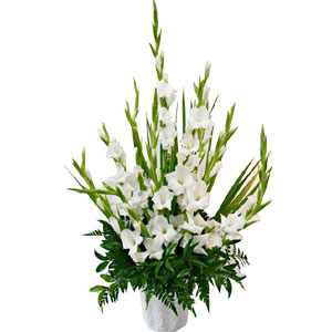 (18) White Gladiolas basket