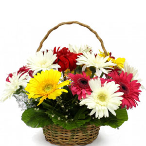 Multicolor Gerbera basket