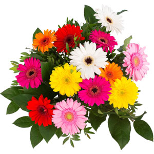 (12) Mixed Gerbera in Bouquet