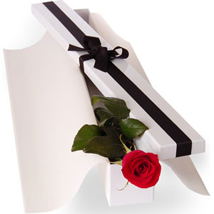 (001) Imported single Red Rose in a box