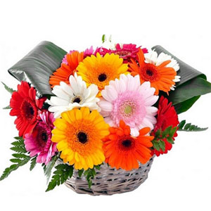 (10)  Multicolor Gerbera basket