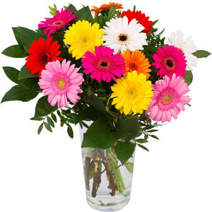 (08) Multicolor Gerbera in vase