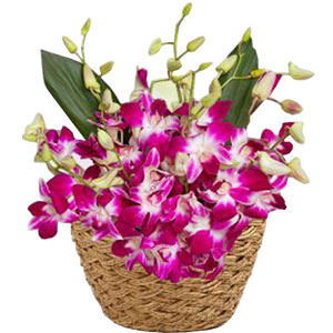 (15) Orchids in a Basket