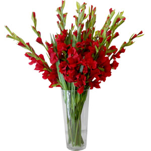 1 Dozen Gladiolus in vase