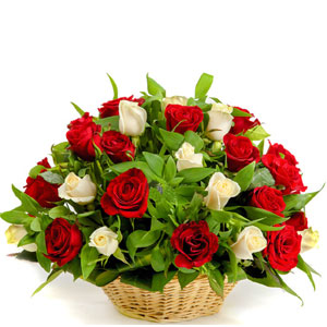 (11) 2 dozen Red & off white Roses in Basket