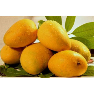(009) Amropali Mango-5 Kg