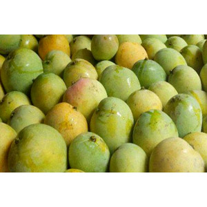 (006) Gopalvog Mango-5 Kg