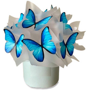 Sky blue Butterfly in a paper box