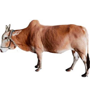 Medium Live Cow for Eid-Ul-Adha