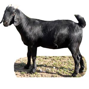 Medium Live Goat for Eid-Ul-Adha