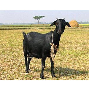 (0001) Small Live goat for Eid-Ul-Adha