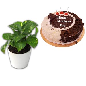 Live Money Plant W/ Mr. Baker- Mix Forest Cake