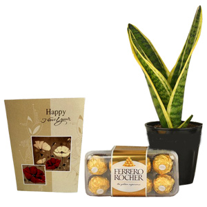 Ferrero Rocher & Snake Plant Gift Set