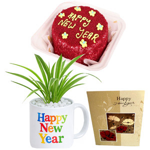 New Year Spider Plant & Bento Cake Gift Set