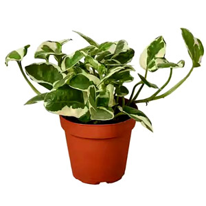  N'Joy Pothos Plant 