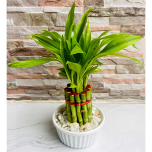 Lucky Bamboo Plant