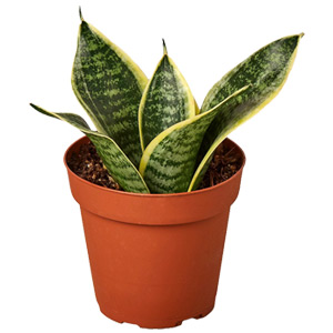  Snake plant 