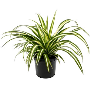  Spider plant 