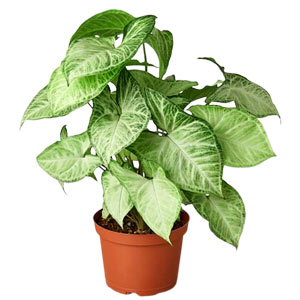  Syngonium Plant