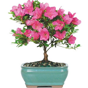 Live Bougainvillea Plant - 02