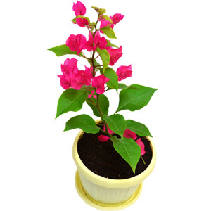 Live Bougainvillea Plant - 01