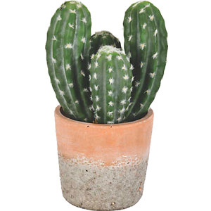 Live Cactus Plant