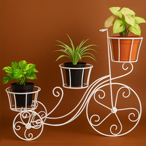 Cycle Tree Stand with 3 Indoor Plants