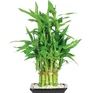 Dracaena Sanderiana