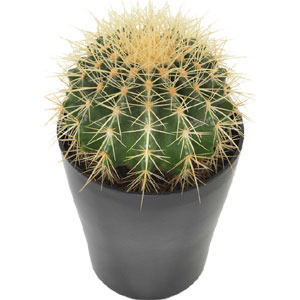 Live Cactus Plant