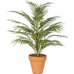 Live Herica Palm Plant