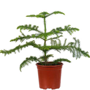 Live Crismas Plant