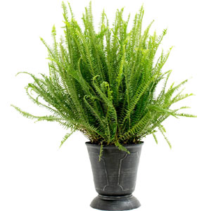 Live Fern Plant