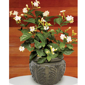 Live Jasmine Plant