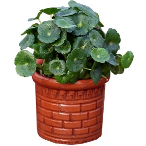 Coin Indoor Plant in a Clay Pot
