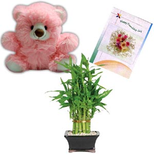 (31) Teddy bear W/ lucky plant & card