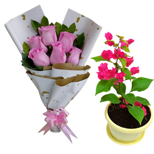 Valentine Pink Rose & Live Plant Love Combo
